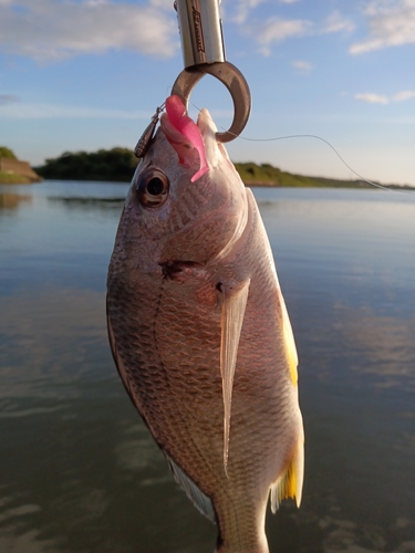 キビレの釣果