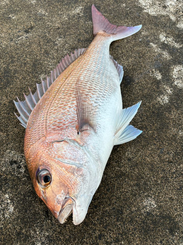 イワシの釣果