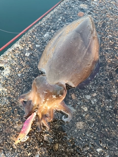 コウイカの釣果