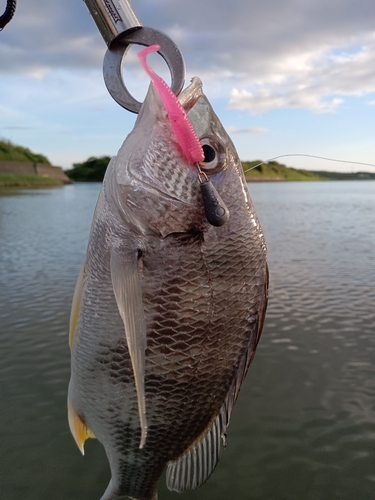 キビレの釣果