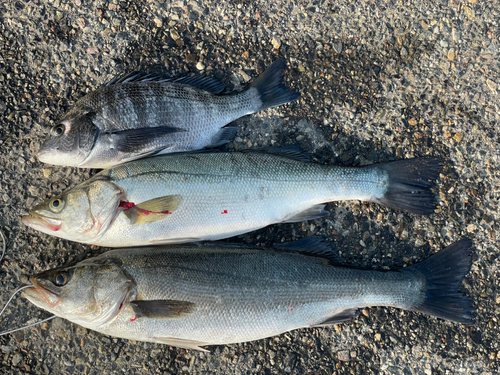 スズキの釣果