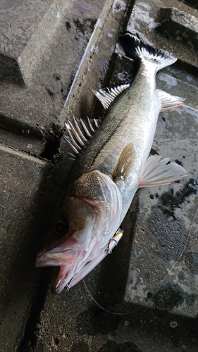 フッコ（マルスズキ）の釣果