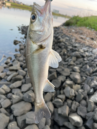 スズキの釣果