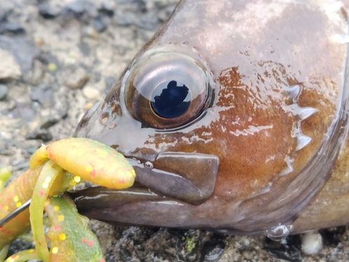 エゾメバルの釣果