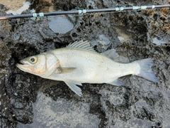 フッコ（ヒラスズキ）の釣果