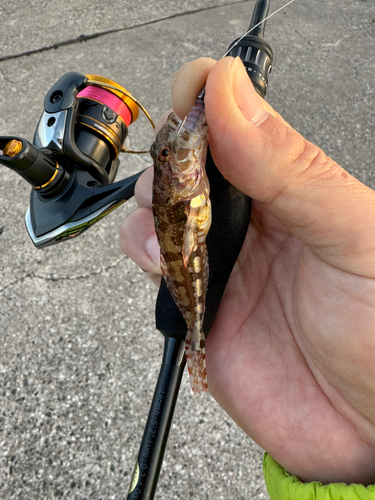 アナハゼの釣果