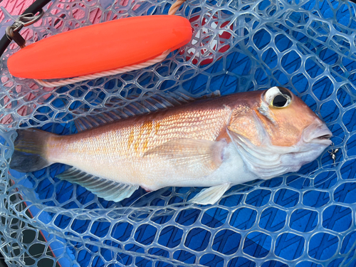 アマダイの釣果