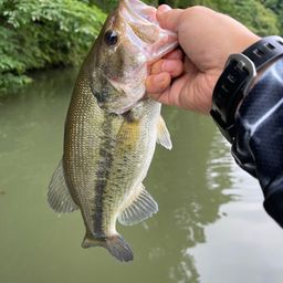 ラージマウスバス