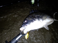 キチヌの釣果