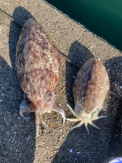 モンゴウイカの釣果