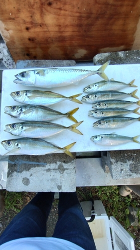 アジの釣果