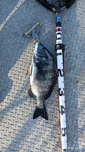 クロダイの釣果