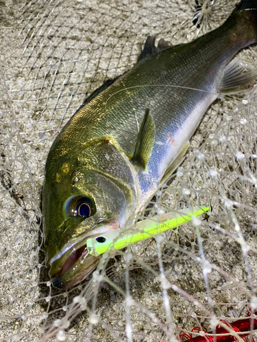 フッコ（マルスズキ）の釣果