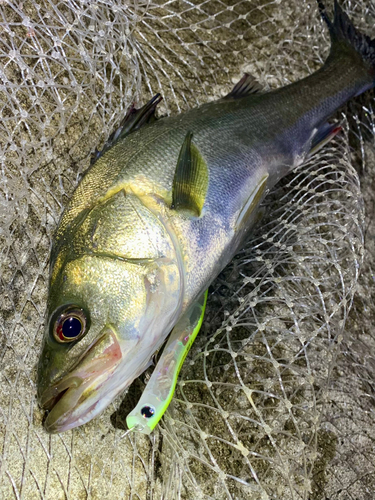 フッコ（マルスズキ）の釣果