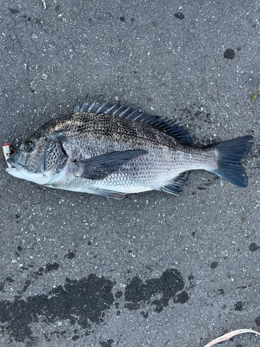 クロダイの釣果