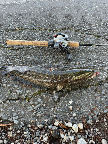 ライギョの釣果