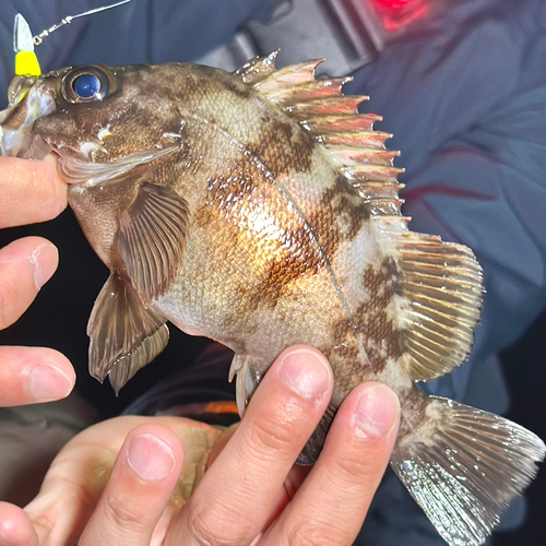 シロメバルの釣果