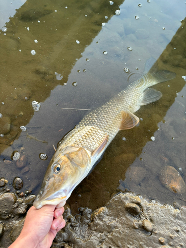 ニゴイの釣果