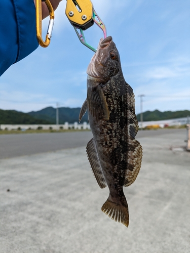 アイナメの釣果