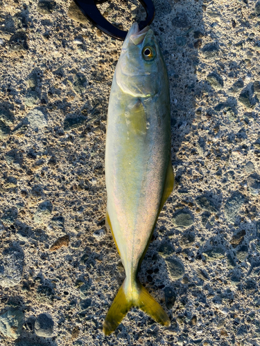 ワカシの釣果