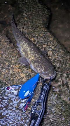 ナマズの釣果