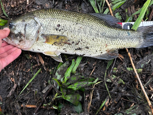 ブラックバスの釣果