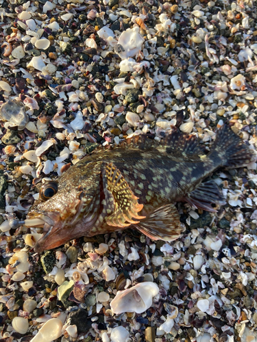 アラカブの釣果