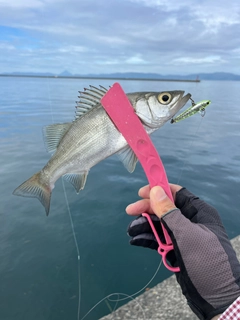 セイゴ（ヒラスズキ）の釣果