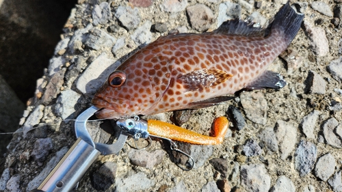 オオモンハタの釣果