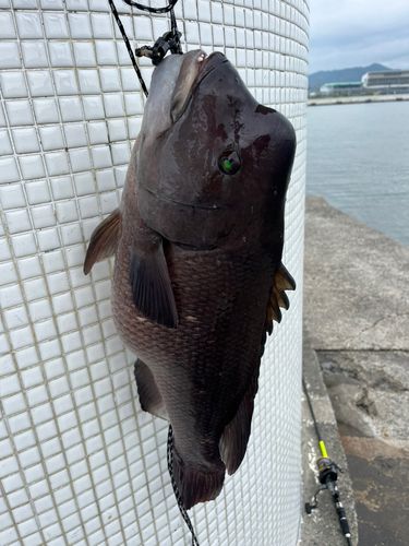 コブダイの釣果