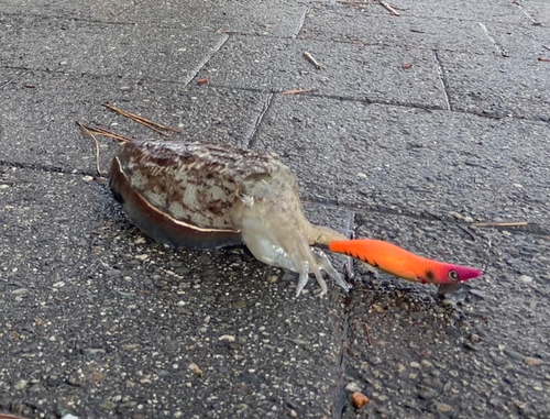 コウイカの釣果