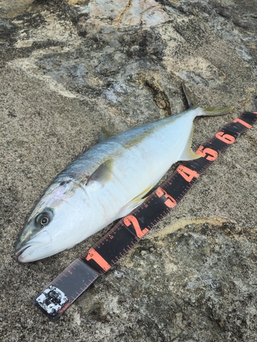 ヒラマサの釣果