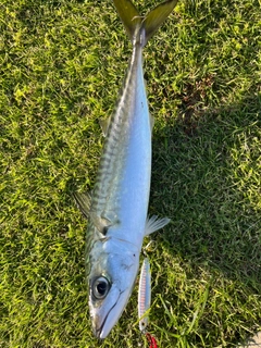 サバの釣果