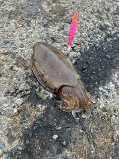 モンゴウイカの釣果