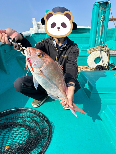 マダイの釣果