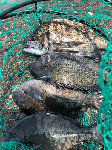 クロダイの釣果