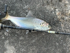 コノシロの釣果