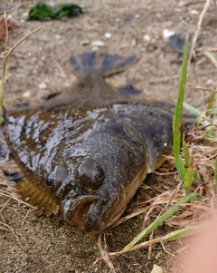 ヌマガレイの釣果