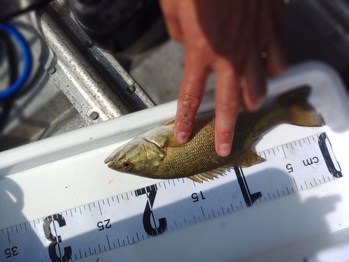 ブラックバスの釣果