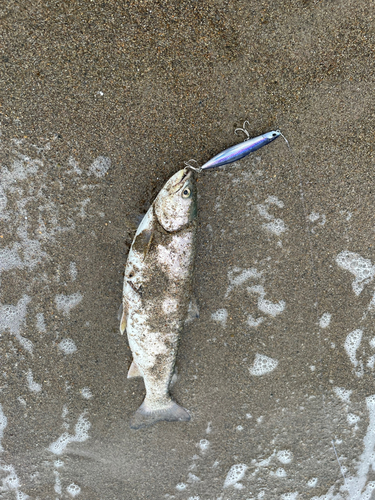 アメマスの釣果