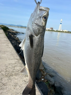 スズキの釣果