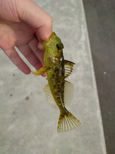 アナハゼの釣果