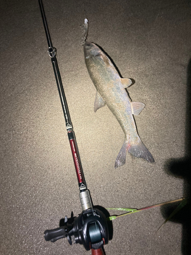 ウグイの釣果