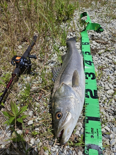 スズキの釣果