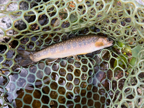 イワナの釣果