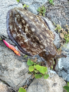 コウイカの釣果