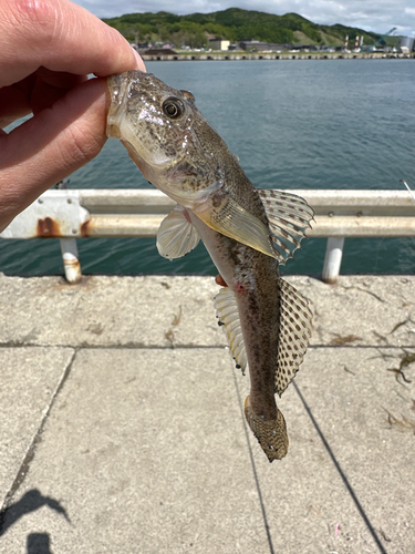 ハゼの釣果