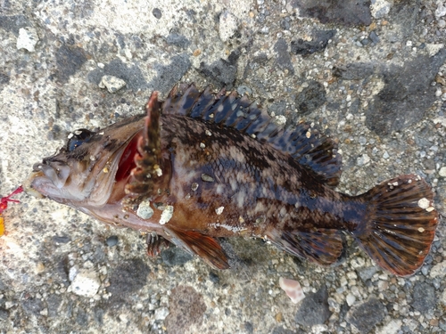 ムラソイの釣果