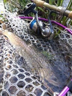 アメマスの釣果