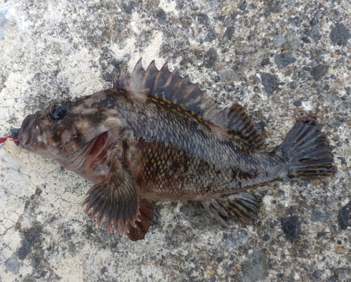 ムラソイの釣果